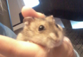 /album/hamsterigalleria/osku-leikattu-pienennetty-png/